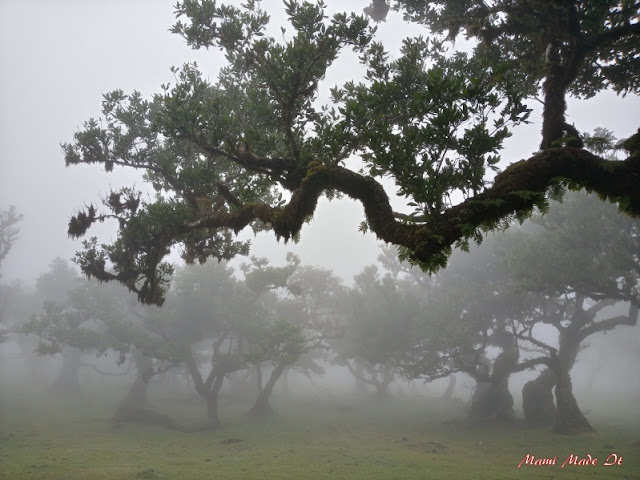 Mystischer Feenwald von Fanal (Hunderte Jahre alte Lorbeerbäume) Mystical Fairy Forest (Hundreds of years old laurel trees)