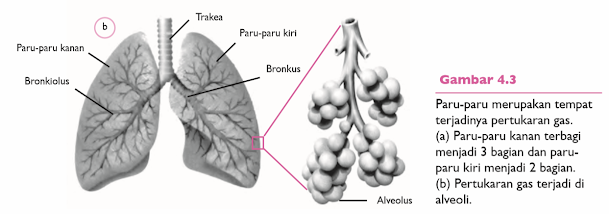 Gambar Paru-paru dan Alveolus