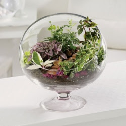 Terrarium