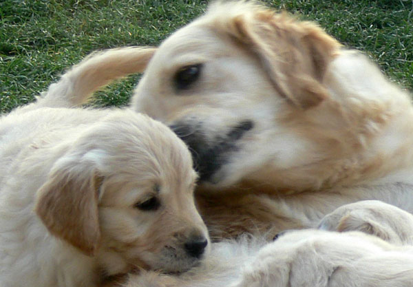 femelle golden retriever et son chiot