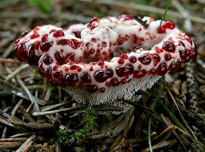 Кровавый_зуб_Hydnellum_peckii