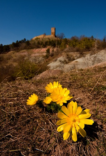 Adonis vernalis, im Hintergrund die Burg Gleichen