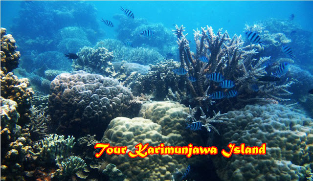 tour karimunjawa