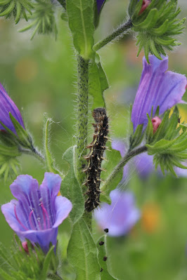 Distelvlinder - Stikelflinter - Vanessa cardui