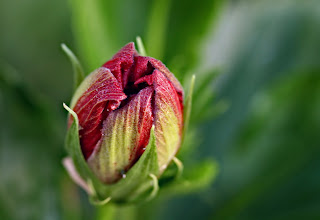 a very beautiful rose bud