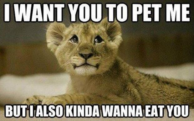 Funny Animals Pictures with Funny Sayings in Hindi Saying Funny Things 