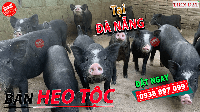 Bán heo mọi, heo tộc, heo đen, heo đồng bào tại Đà Nẵng