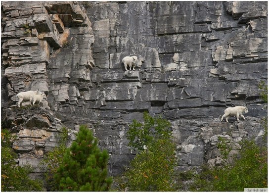 Lihat kambing panjat gunung