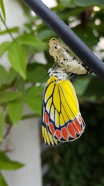 Kreasi Dongeng Dongeng Persahabatan Kupu  kupu  dan Lebah