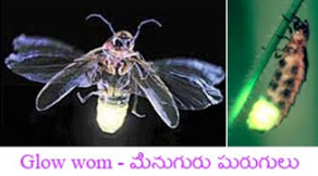 SPARKLE INSECTS EMIT LIGHT WHY? 2023