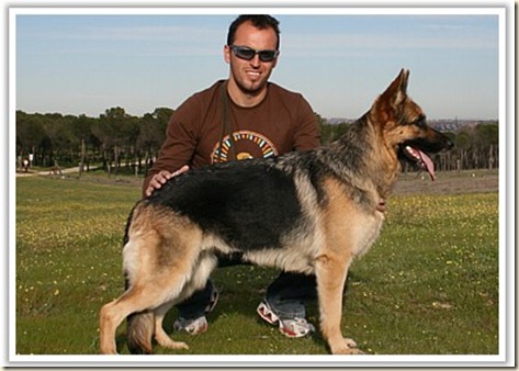 adiestramiento para perros de caza9