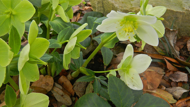 Hellebore with green blossoms