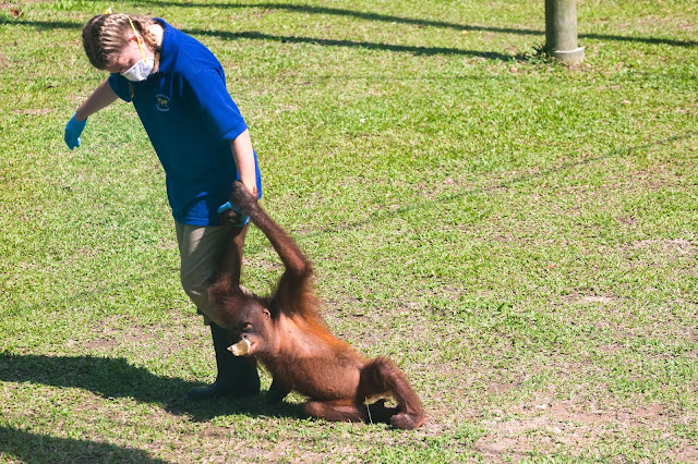 Borneo, Malezja, woluntariat, opieka na orangutanami