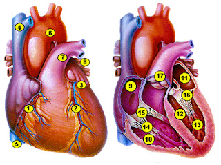 Struktur Jantung  Mamalia  Parkit Kecil