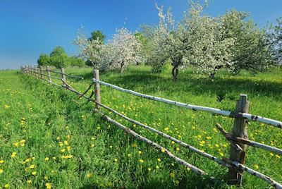 Arboles de manzanas en el prado - Apple trees blossom