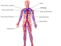 Alat – Alat Peredaran Darah