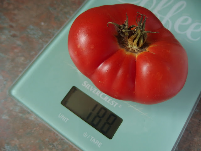 Tomato weigh-in