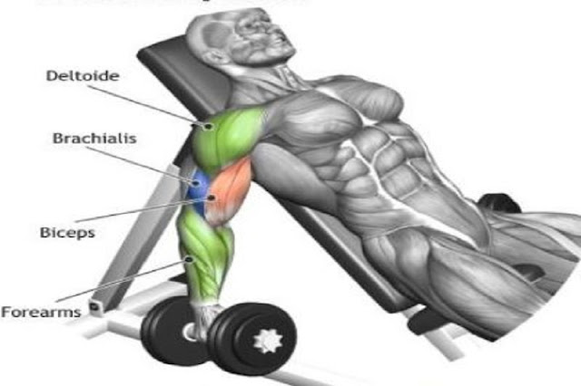Incline Inner-Biceps Curl exercise