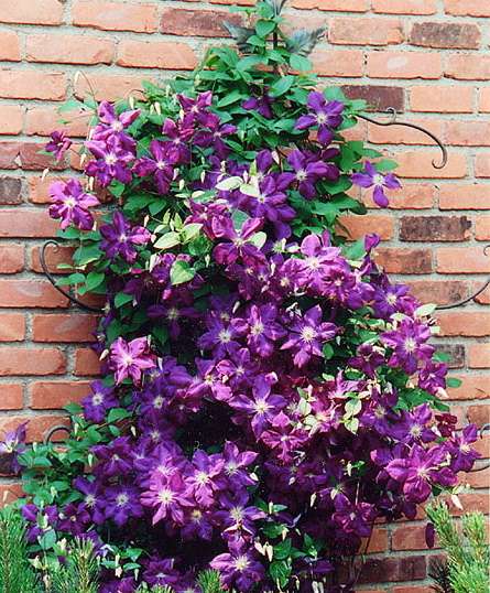 clematis vines flowering Clematis Vine