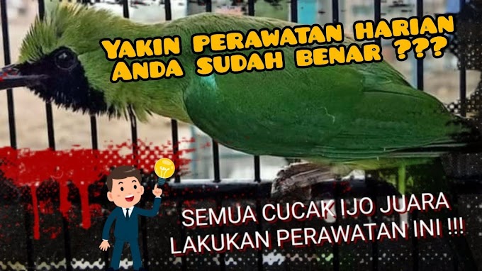 7 Cara Merawat Harian Burung Cucak Ijo Biar Gacor Dan Stabil