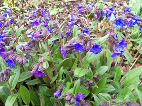 pulmonaria, lungwort,blue ensign