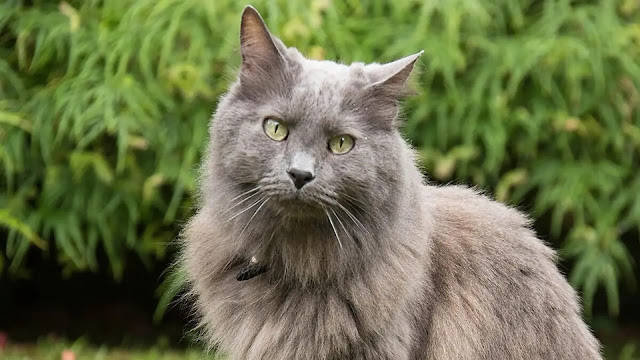 Nebelung