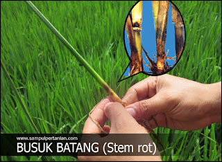 Penyakit BUSUK BATANG (Stem rot) pada tanaman padi