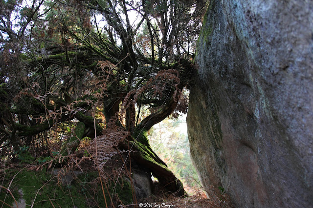 Genévrier commun (Juniperus communis L.), Cuvier, Fontainebleau, 