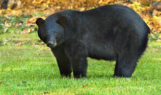 Black bear vs Cougar