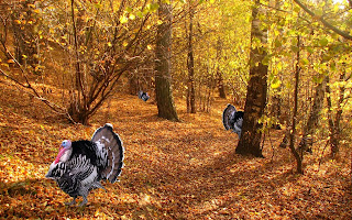 Thanksgiving wallpapers 1