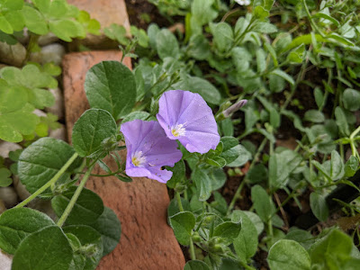 コンボルブルス・サバティウスの１番花