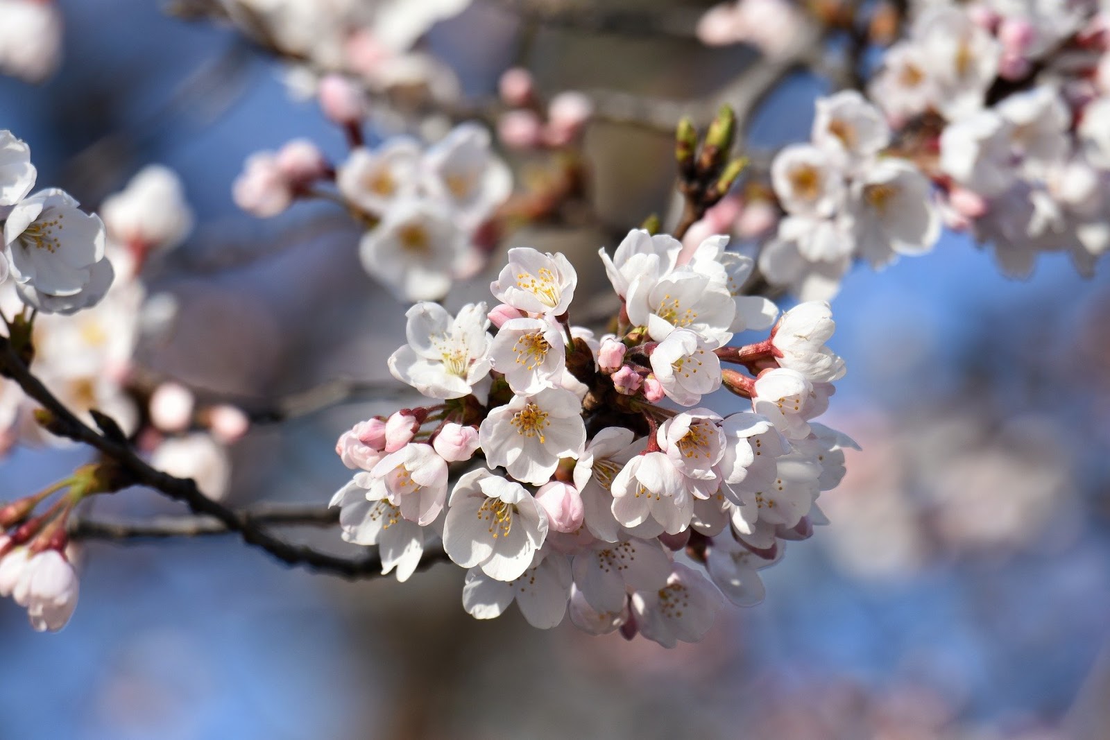 20+ Gambar Bunga Sakura Cantik di 2020 | Servergambar01