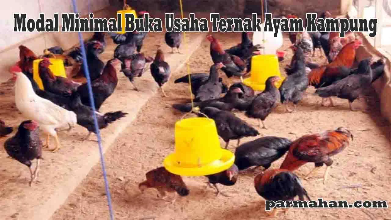 Modal Minimal Buka Usaha Ternak Ayam Kampung