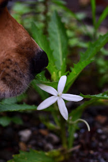 dog smelling white wild flower