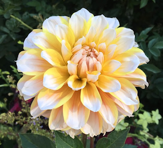 dahlia flower