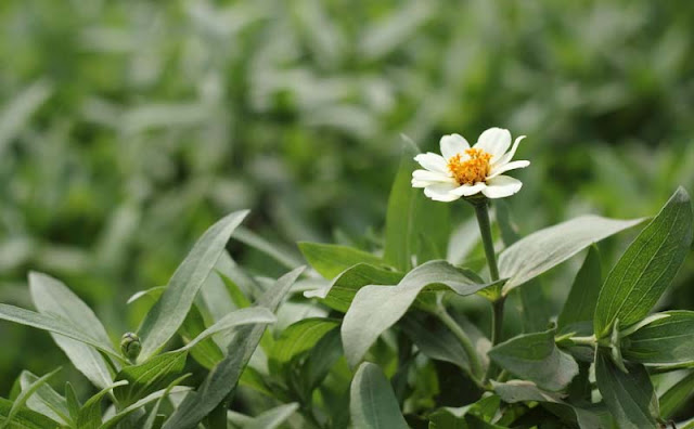 Narrow-Leaf Zinnia Flowers