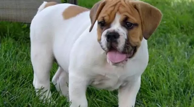 Beabull Dog Breed Info: Price, Characteristics, Aggressiveness & Facts