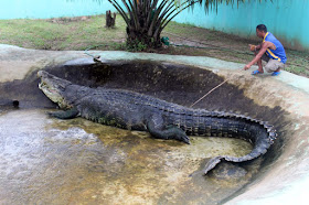 Lolong, el cocodrilo más grande capturado vivo