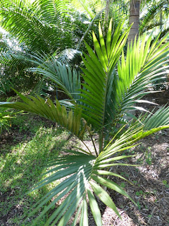 Laccospadix australasica 