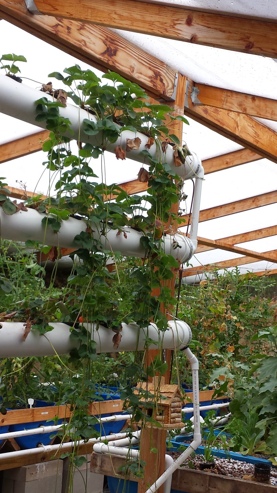 Walipini and Aquaponics