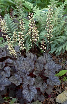 Heuchera Moonlight - Moonlight Coral Bells care