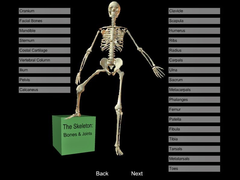  https://www.wisc-online.com/learn/career-clusters/health-science/mea304/the-skeleton--bones---joints