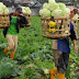 Sarjana pertanian terbanyak di dunia, Indonesia tetap hobi impor