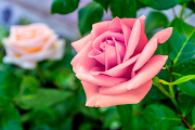 30+ Koleksi Spesial Gambar Bunga Mawar Cantik