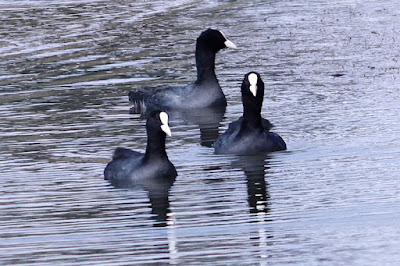 "Eurasian Coot - Fulica atra winter visitor, It is largely black except for the white bill and frontal shield, threesome  gliding gracefully in the placid Duck Pond of Mount Abu."
