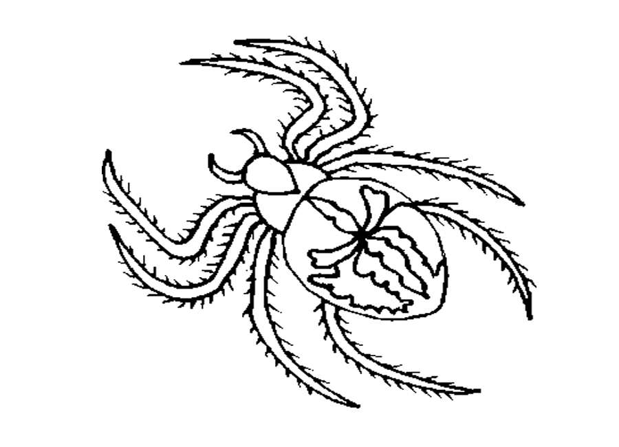 black spider coloring pages animals