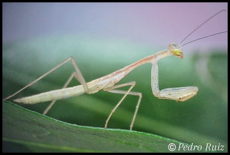 Ninfa hembra L3 de Miomantis paykullii