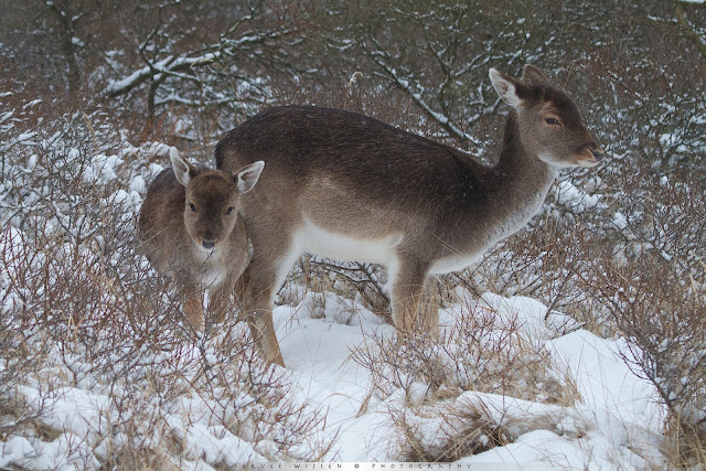 Damherten in de sneeuw - Fallow Deer in the snow - Dama dama