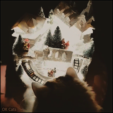 Christmas Cat GIF • Holidays are fundays... So So So spoiled during Xmas [ok-cats.com]
