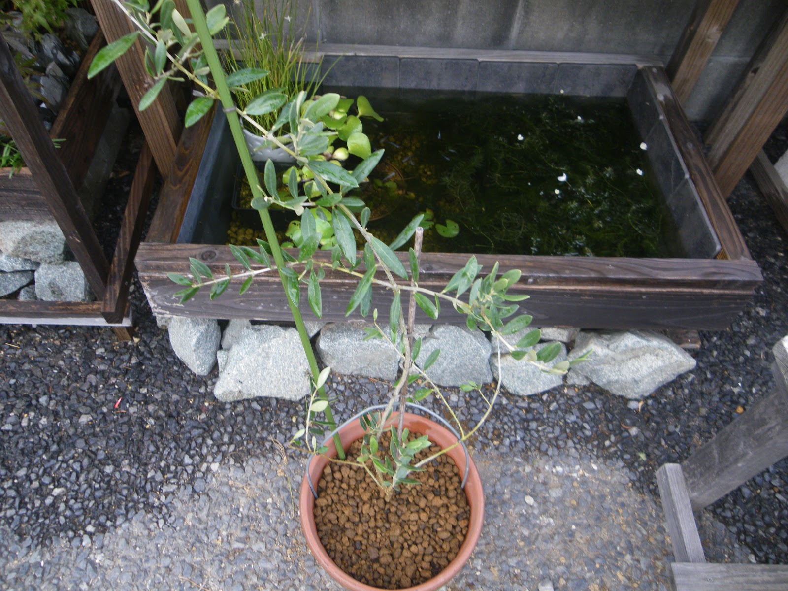 オリーブの鉢植えの育て方 必ずできる植え付けの方法 メダカの大工